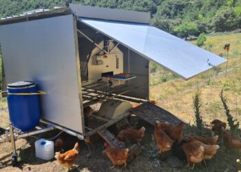 El Pallars Sobirà cuenta con la primera "caravana de gallinas" de Catalunya