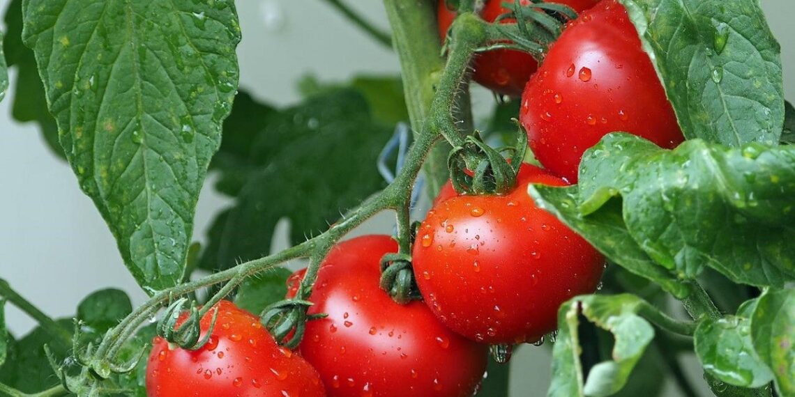 Consiguen crear tomates que generan tanta vitamina D como dos huevos