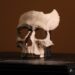 Encuentran un cráneo humano de hace 2.200 años en el poblado íbero de Olèrdola