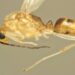 Identifican por primera vez en Europa la hormiga aguja asiática, de picadura venenosa