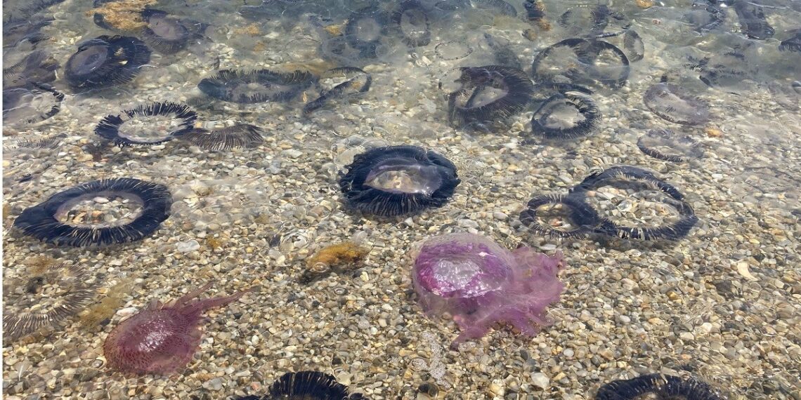 Miles de medusas poco habituales invaden las playas del Port de la Selva