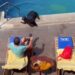 Una foca expulsa al cliente de un hotel de la hamaca donde se estira para tomar el sol
