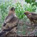 Vídeo |  La pareja de águilas calzadas vuelve al Parque Natural de Els Ports
