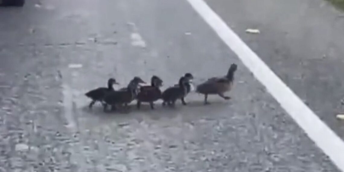 Vídeo |  Los Mossos ayudan a una familia de patos a cruzar una carretera en Les Franqueses