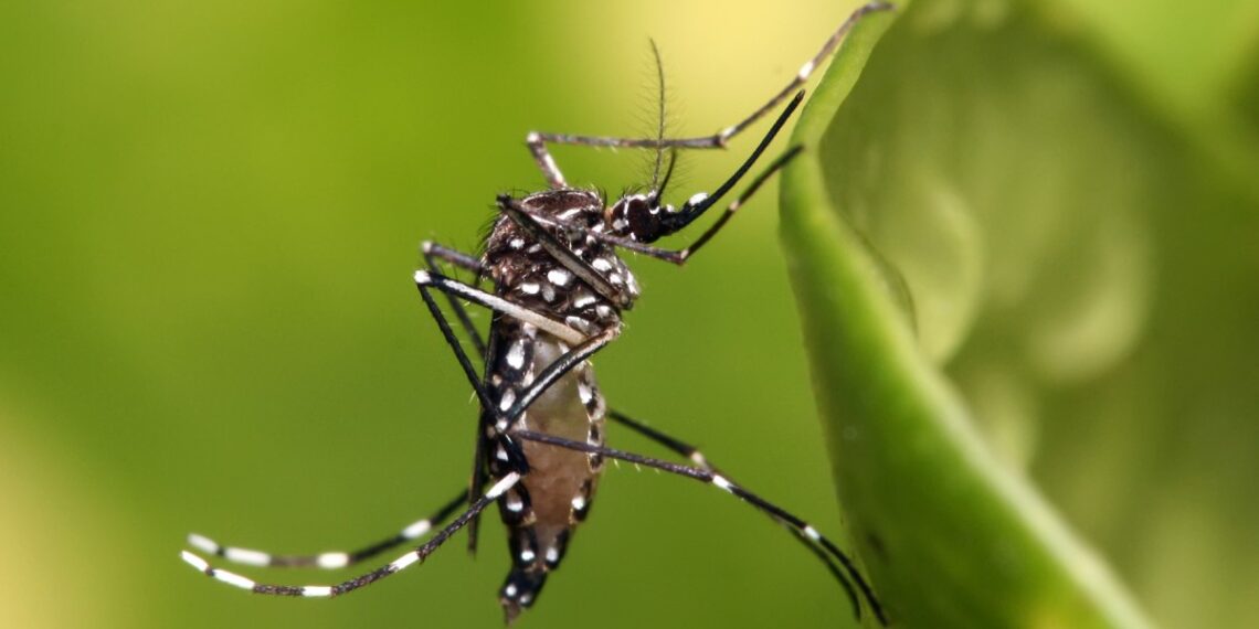 Zika, a una sola mutación de convertirse en un virus mucho más peligroso